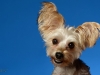 Gizmo005