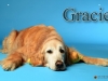 Gracie Crate Tag