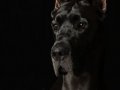 Griffin004