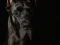 Griffin005