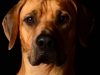 haakon001