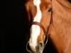 Horse_2001