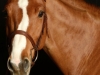 Horse_2002
