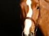 Horse_2003