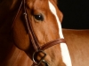 Horse_2005