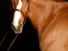 Horse_2007