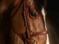 Horse_1001