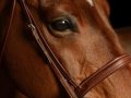 Horse_3006