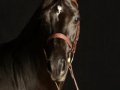 Horse_4002