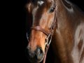 Horse_6006