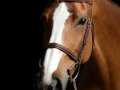 Horse_7001