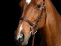 Horse_8001