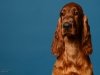 irishsetter-005