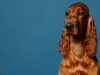 irishsetter-006