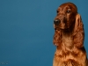 irishsetter-007