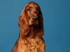 irishsetter-008