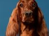 irishsetter-009