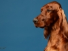 irishsetter-010