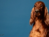 irishsetter-011