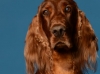 irishsetter-012