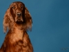 irishsetter-013