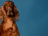 irishsetter-014