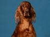 irishsetter-015