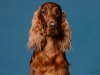 irishsetter-017