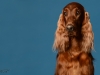 irishsetter-018