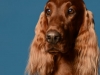 irishsetter-019