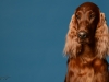 irishsetter-020