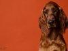 irishsetter-022