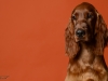 irishsetter-023