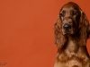 irishsetter-023