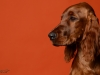 irishsetter-024