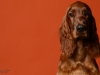 irishsetter-025