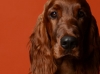 irishsetter-026