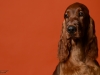 irishsetter-027