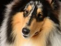 Jake003