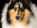 Jake005