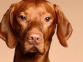 Jasper001