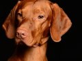 Jasper003