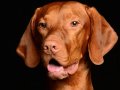 Jasper004