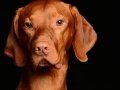 Jasper005
