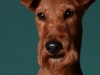 Jesse001