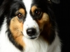 Katie001