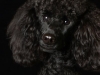 Kooskie005