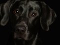 Labs006