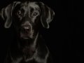 Labs007