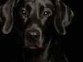 Labs008